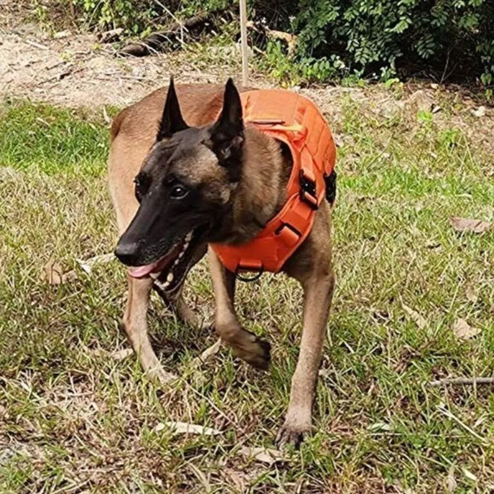 Orange Tactical Dog Harness Service‎ Dog New